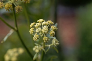 Lovage flowers, Levisticum officinale.