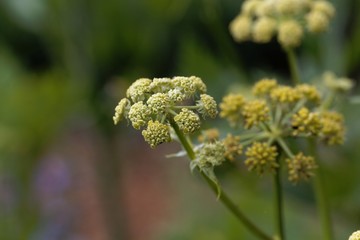 Lovage flowers, Levisticum officinale.