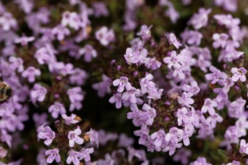 Flowers of a caraway thyme, Thymus herba-barona.