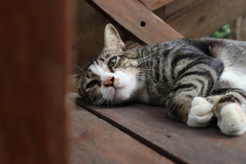 The cat with gray hair is lying on a brown wooden chair.