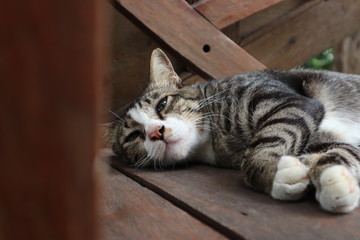 The cat with gray hair is lying on a brown wooden chair.