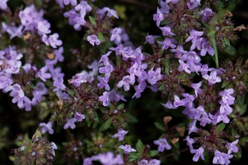 Flowers of a caraway thyme, Thymus herba-barona.