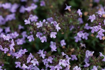 Flowers of a caraway thyme, Thymus herba-barona.