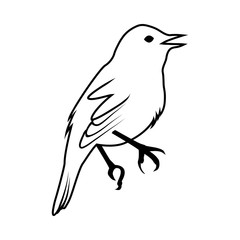 Sketch of Bird
