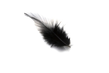 Obraz premium Black feather isolated on white