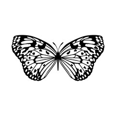 Sketch of Butterfly