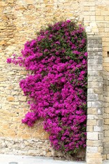 mur de bougainvilliers sur des façades de maison en Espagne