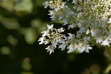 Giant hogweed flowers, Heracleum mantegazzianum.