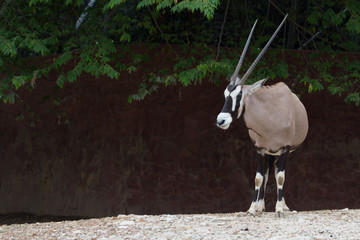 Gemsbok antelope (Oryx gazella) deer