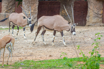 Gemsbok antelope (Oryx gazella) deer