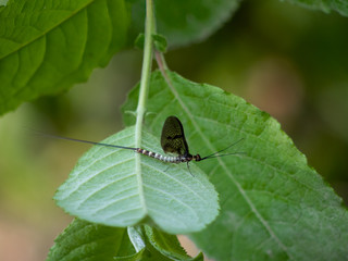 Mayfly, male Ephemera danica, on leaf.
