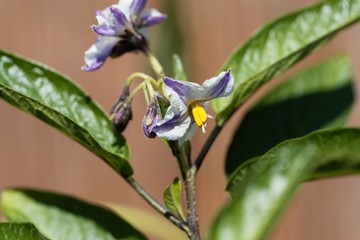 Flower of a pepino dulce, Solanum muricatum.