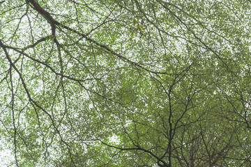Green leaf