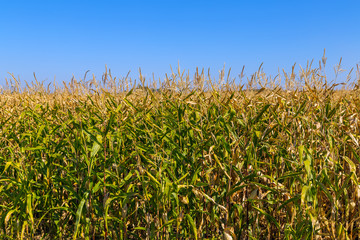 Panorama Agriculture Corn grown in farmland crop field cob