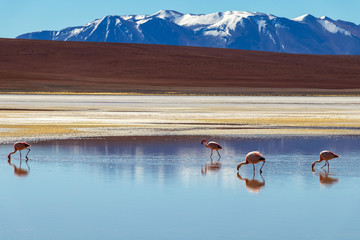 Flamingos in Laguna Hedionda, lagoon located in the Bolivian Altiplano near the Uyuni Salt Flat in Bolivia