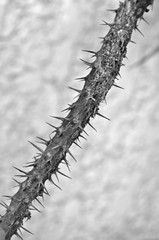 Black and white thorny branch