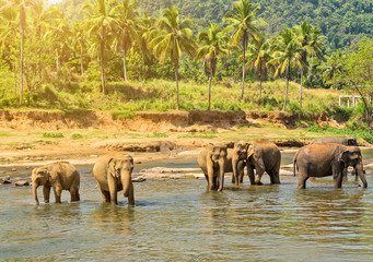 elephant in jungle river washing leisure outdoor.