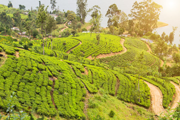 Bush tea plantations