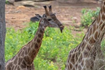 Tongue and Face of Masai giraffe