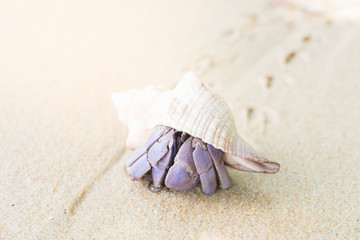 Hermit crab on the sand.