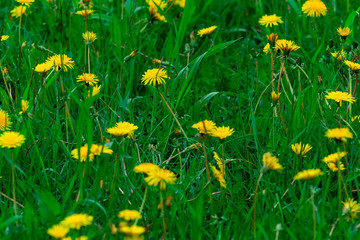 Green grass and flowering dandelions. Top front view