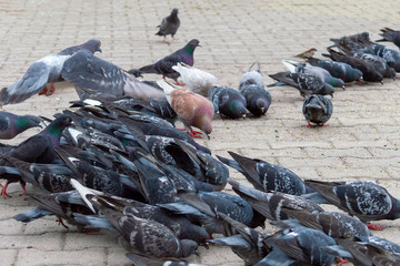 pigeons on street