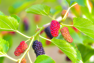 Fresh mulberry, mulberry branch on the health of the fruit with a green background, tangshan, hebei province in China.