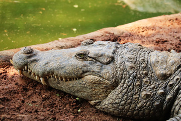 Crocodile a Predator Animal