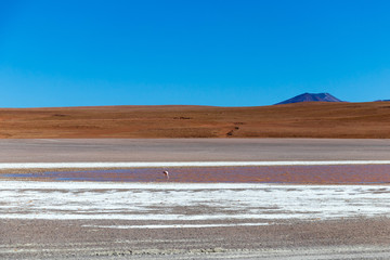 Colored Red Altiplanic Lagoon, a shallow saline lake in the southwest of the Altiplano of Bolivia