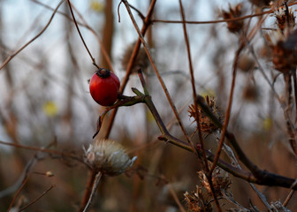 field, flowers, plants, beauty, tenderness