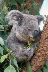 Australia - Koalas in the wild