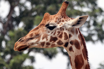 Australia - Thoughtful giraffe