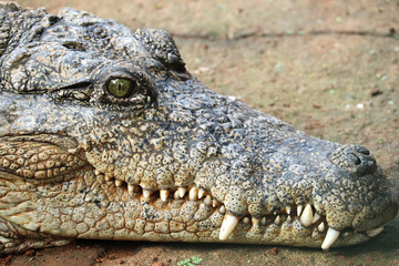Obraz premium Crocodile a Predator Animal
