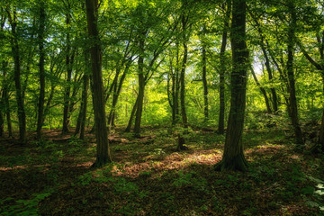 Dunkler Buchenwald im Nationalpark Hainich