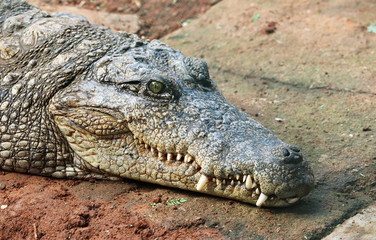 Obraz premium Crocodile a Predator Animal