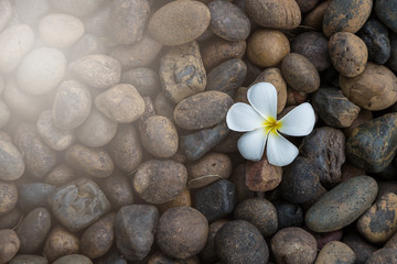 White yellow flower plumeria or frangipani on dark pebble rock