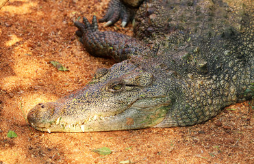 Crocodile a Predator Animal