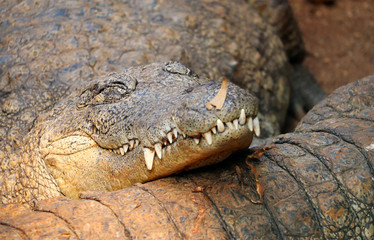 Crocodile a Predator Animal