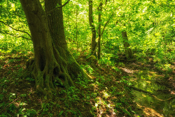Große Wurzel und Bäume im Nationalpark Hainich