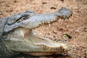 Crocodile a Predator Animal