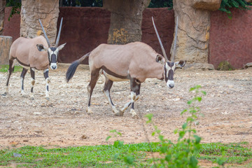 Gemsbok antelope (Oryx gazella) deer