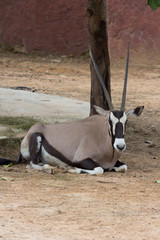 Gemsbok antelope (Oryx gazella) deer
