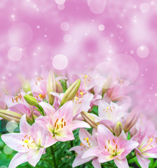 Fototapeta premium Pink lilies on fairy pink background