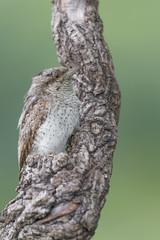 The Eurasian Wryneck woodpecker (Jynx torquilla)