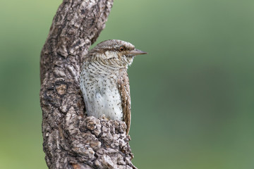 The Eurasian Wryneck woodpecker (Jynx torquilla)