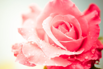 Fresh rose with water drops