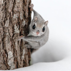 Fototapeta premium NINJA