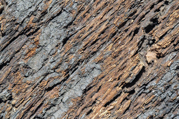 texture of bark wood use as natural background