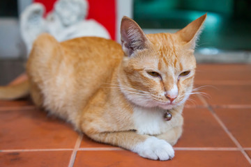 Fototapeta na wymiar Young ginger cat restting