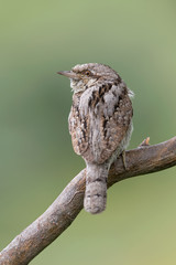 The wonderful Eurasian Wryneck bird (Jynx torquilla)